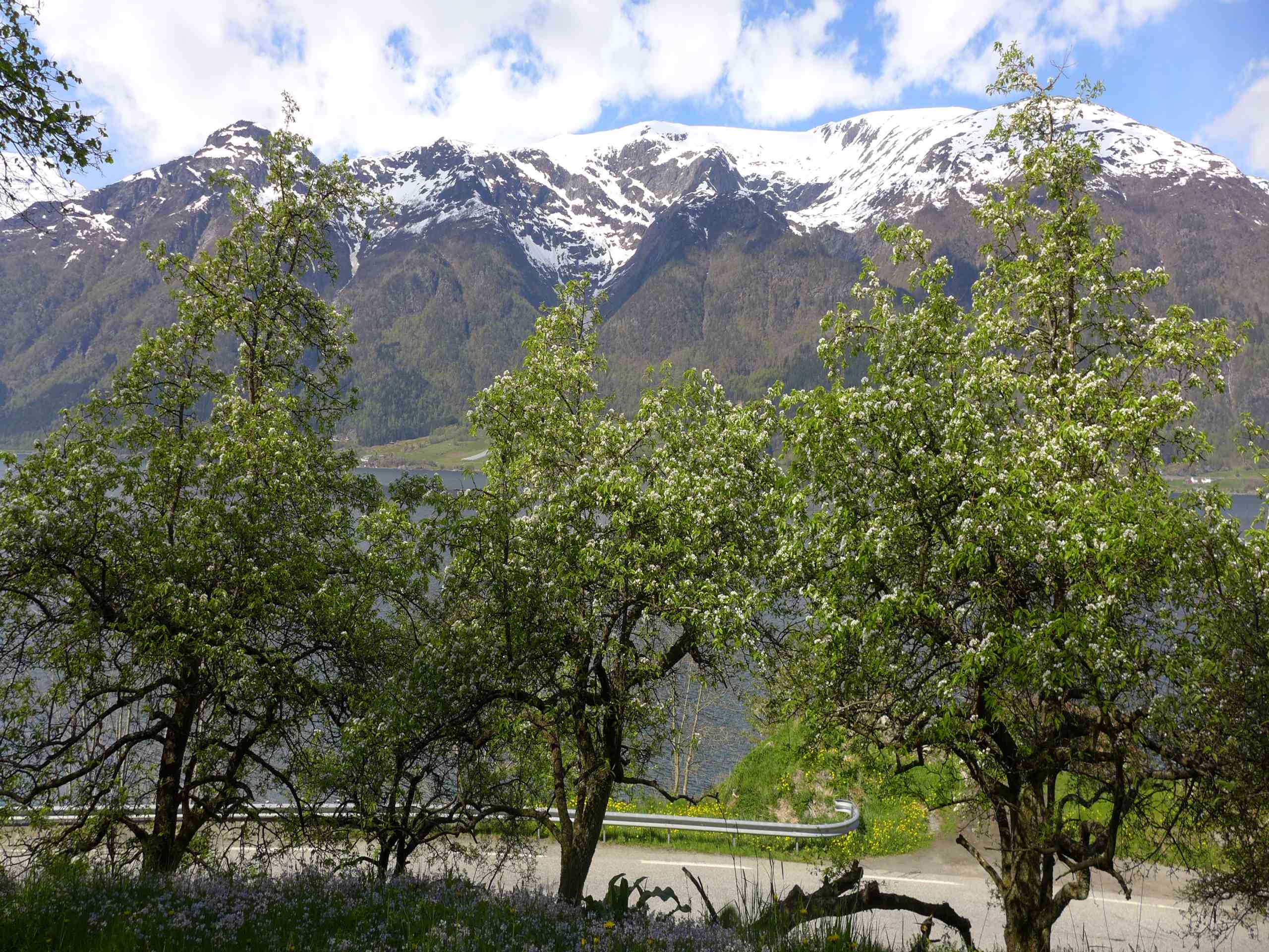 Hardanger fjord